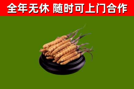 上海烟酒回收冬虫夏草.jpg